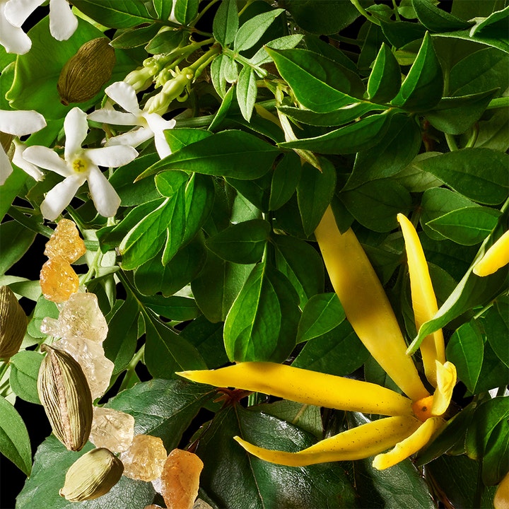 Molton Brown Relaxing Ylang Ylang 300 ml duschtvål för kroppsvård med gul ylang-ylang, vita blommor och gröna blad.