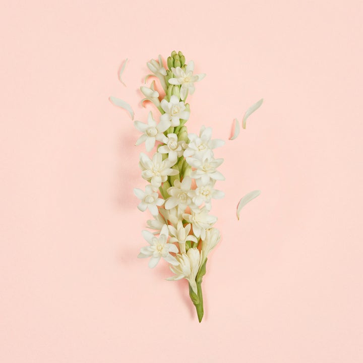 Bloom Ambrosia d'Oro