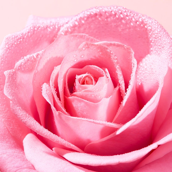 Nuxe Very Rose Cleansing Foam 150 ml fuktgivande ansiktsrengöring med rosenextrakt visar en rosa ros med vattendroppar